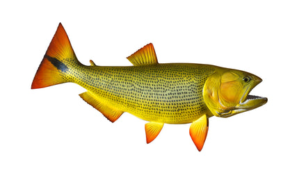 26-INCH GOLDEN DORADO