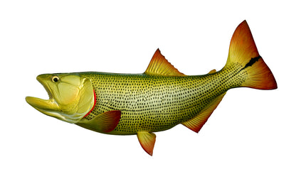 32-INCH GOLDEN DORADO