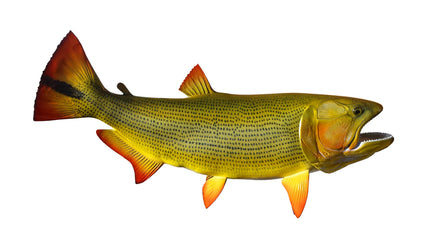 34-INCH GOLDEN DORADO