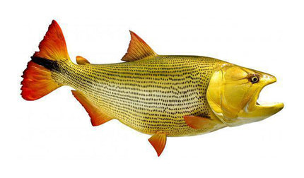 40-INCH GOLDEN DORADO
