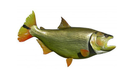 42-INCH GOLDEN DORADO
