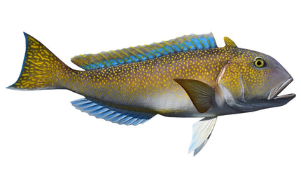 32-INCH GOLDEN TILEFISH