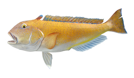 40-INCH GOLDEN TILEFISH