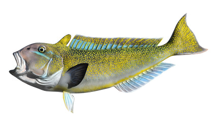 43-INCH GOLDEN TILEFISH
