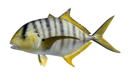 22-INCH GOLDEN TREVALLY