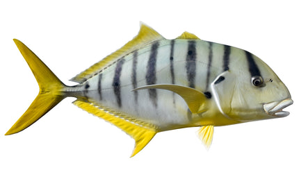 28-INCH GOLDEN TREVALLY