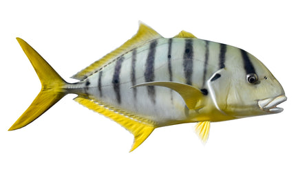 28-INCH GOLDEN TREVALLY