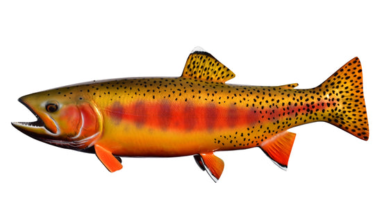 19-INCH GOLDEN TROUT