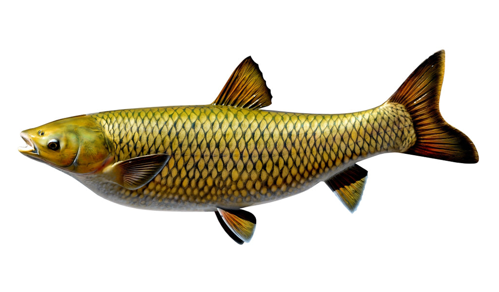 34-Inch Grass Carp Fish Mount