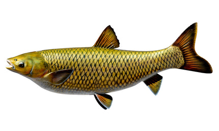 34-INCH GRASS CARP