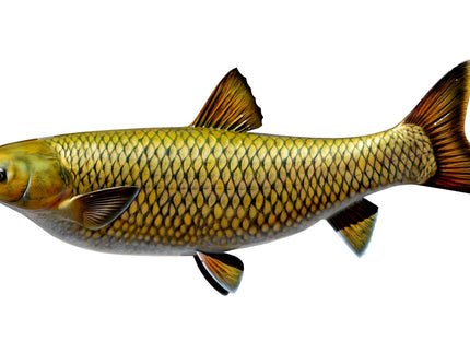Collection image for: CARP, GRASS