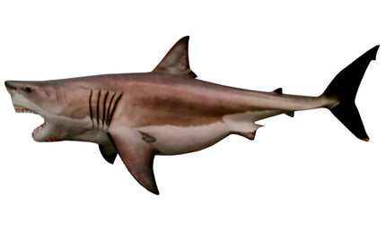 148-INCH GREAT WHITE SHARK