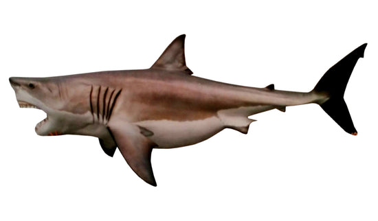 148-INCH GREAT WHITE SHARK
