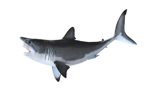 38-INCH GREAT WHITE SHARK