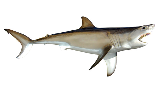 53-INCH GREAT WHITE SHARK