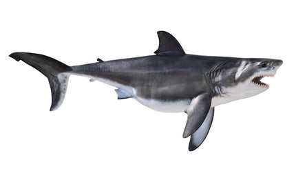 58-INCH GREAT WHITE SHARK