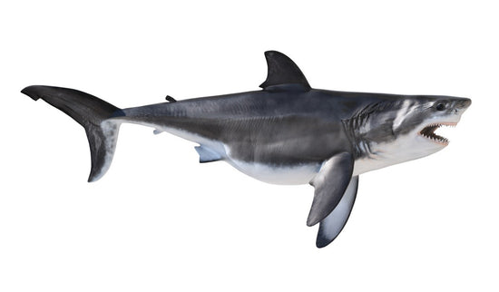 58-INCH GREAT WHITE SHARK