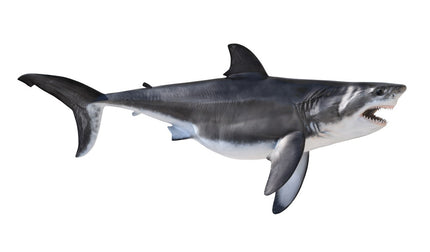 58-INCH GREAT WHITE SHARK