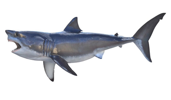 62-INCH GREAT WHITE SHARK