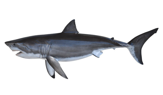 76-INCH GREAT WHITE SHARK