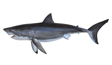 76-INCH GREAT WHITE SHARK