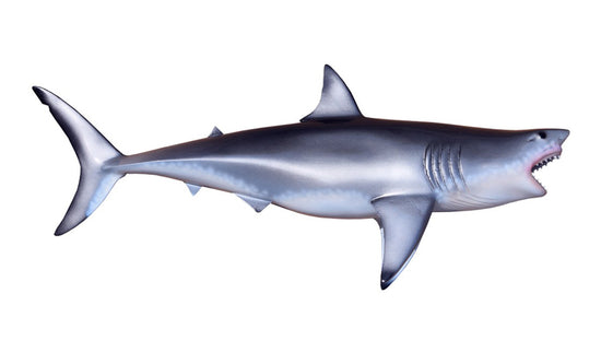 GREAT WHITE SHARK, MINIATURE