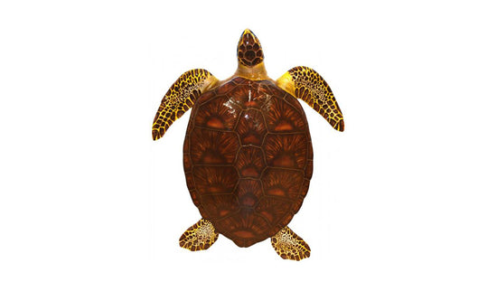 Sea Turtle Mounts | King Sailfish Mounts