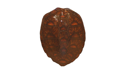 33-INCH GREEN TURTLE SHELL