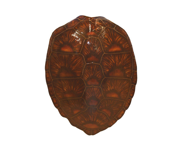 33-Inch Green Turtle Shell Mount | King Sailfish Mounts