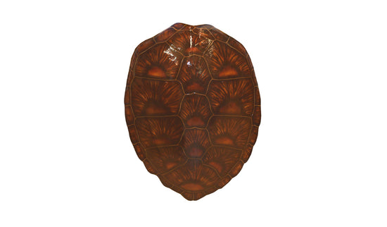 33-INCH GREEN TURTLE SHELL