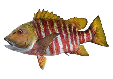 Collection image for: SNAPPER, GREENBAR ROCK
