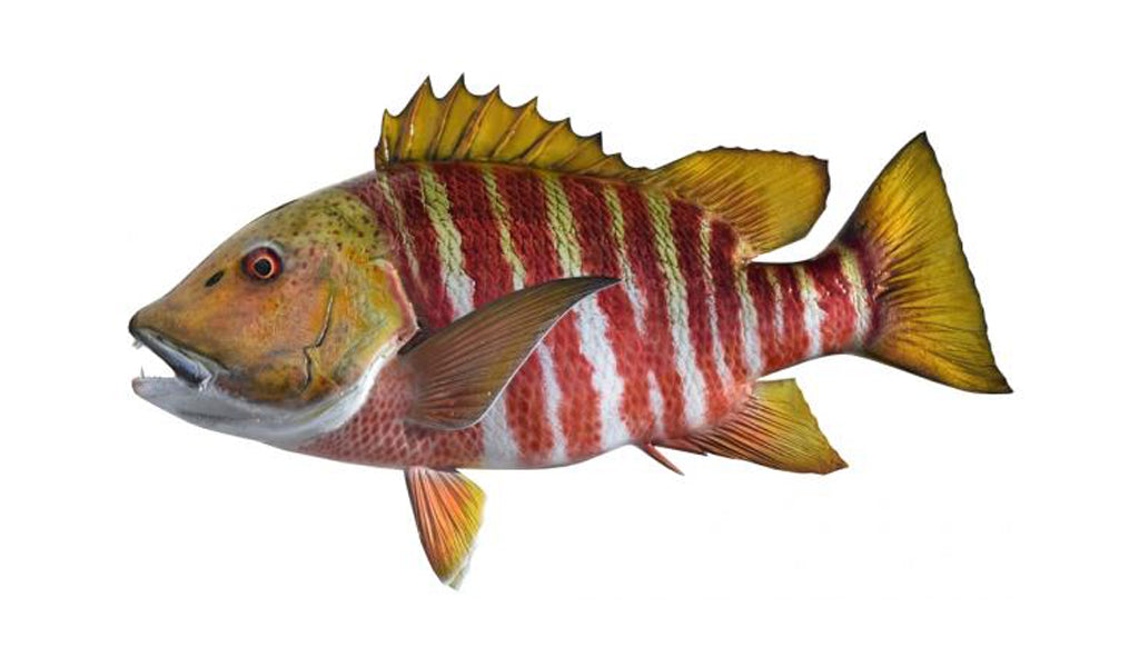 26-Inch Greenbar Rock Snapper Fish Mount | King Sailfish Mounts