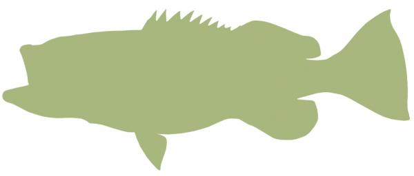 43-INCH GROUPER BLANK, ECONOMICAL