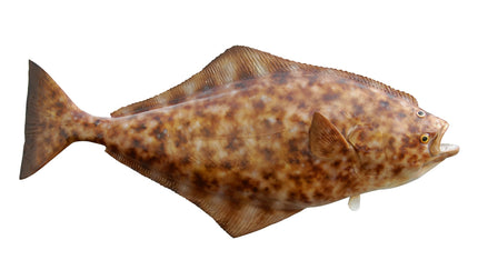 40-INCH HALIBUT