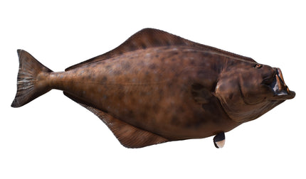 74-INCH HALIBUT