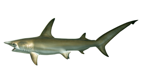 112-INCH HAMMERHEAD SHARK