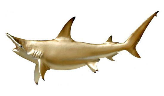 123-INCH HAMMERHEAD SHARK