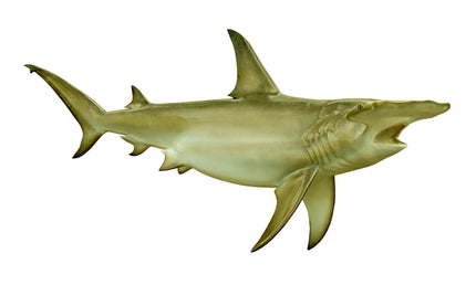 144-INCH HAMMERHEAD SHARK