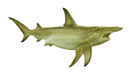 144-INCH HAMMERHEAD SHARK