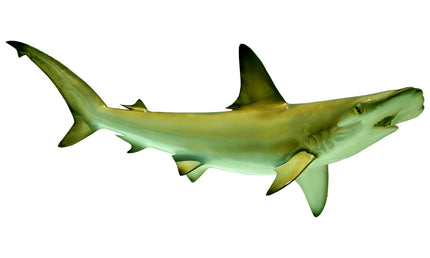 46-INCH HAMMERHEAD SHARK