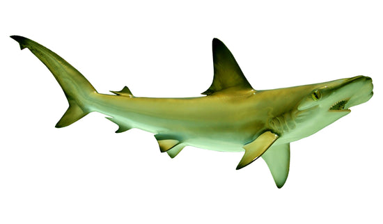 46-INCH HAMMERHEAD SHARK