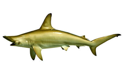 64-INCH HAMMERHEAD SHARK