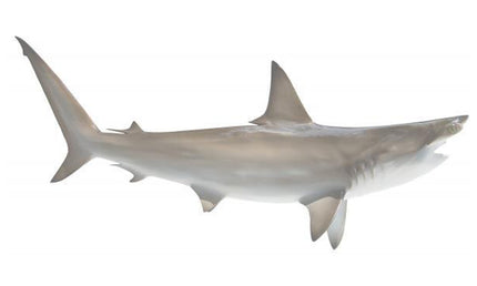 70-INCH HAMMERHEAD SHARK