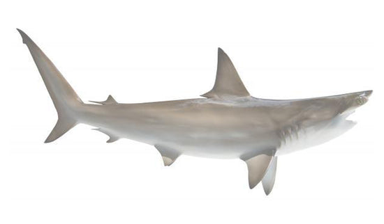70-INCH HAMMERHEAD SHARK