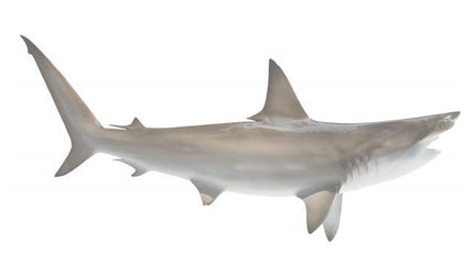 70-INCH HAMMERHEAD SHARK