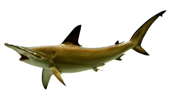 86-INCH HAMMERHEAD SHARK
