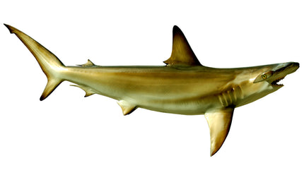 90-INCH HAMMERHEAD SHARK