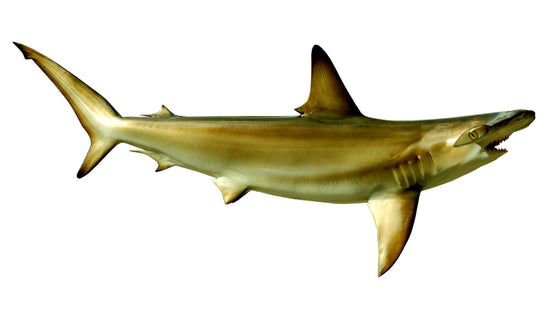 90-INCH HAMMERHEAD SHARK