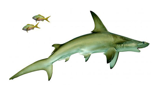 96-INCH HAMMERHEAD SHARK