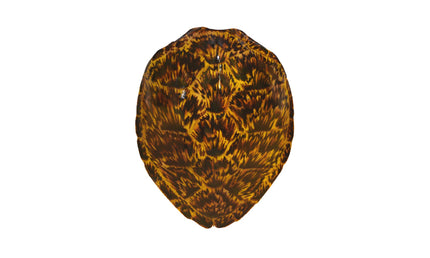 25-INCH HAWKSBILL TURTLE SHELL